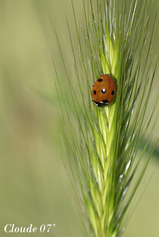 Semplice coccinella..